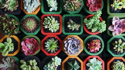 Dos: Use the right soil: Succulents prefer a soil mix that is specifically designed for cacti and succulents. These mixes are usually sandy and provide good drainage. (Unsplash) Dos: Use the right soil: Succulents prefer a soil mix that is specifically designed for cacti and succulents. These mixes are usually sandy and provide good drainage. (Unsplash)