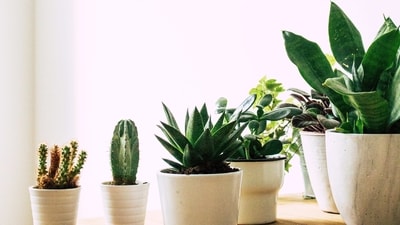 Don'ts: Overwater: Overwatering is the most common mistake made with succulents. They are drought-tolerant plants that store water in their leaves and stems, so they do not need frequent watering. (Unsplash) Don'ts: Overwater: Overwatering is the most common mistake made with succulents. They are drought-tolerant plants that store water in their leaves and stems, so they do not need frequent watering. (Unsplash)