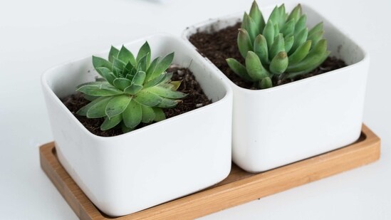 Dont's: Expose to direct sunlight: While succulents prefer bright light, too much direct sunlight can damage their leaves and cause them to dry out.&nbsp;(Unsplash)