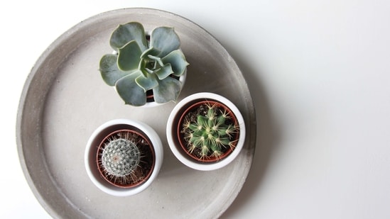 Dos: Fertilize sparingly: Succulents do not require frequent fertilization. Apply a slow-release fertilizer in the spring or summer, or a liquid fertilizer diluted to half strength every few months.&nbsp;(Unsplash)