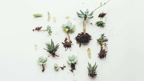 Dos: Provide plenty of light: Succulents thrive in bright, indirect sunlight. Place them near a sunny window or under a grow light.&nbsp;(Unsplash)
