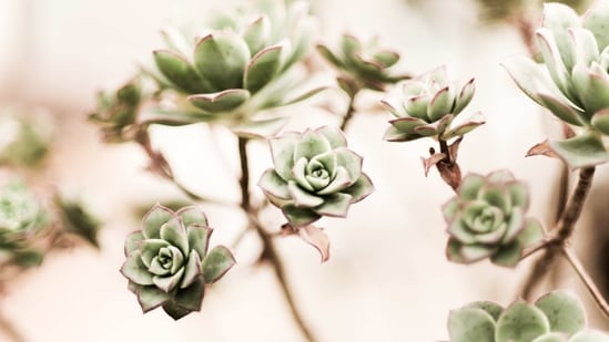 Dos: Choose the right pot: Succulents prefer well-draining soil and pots with drainage holes to prevent overwatering.&nbsp;(Unsplash)