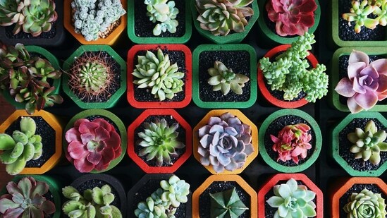 Dos: Use the right soil: Succulents prefer a soil mix that is specifically designed for cacti and succulents. These mixes are usually sandy and provide good drainage.&nbsp;(Unsplash)