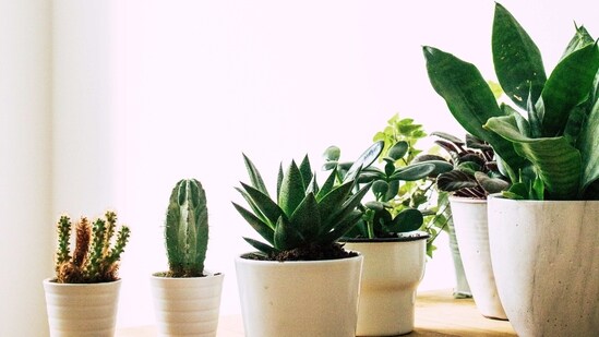 Don'ts: Overwater: Overwatering is the most common mistake made with succulents. They are drought-tolerant plants that store water in their leaves and stems, so they do not need frequent watering.&nbsp;(Unsplash)