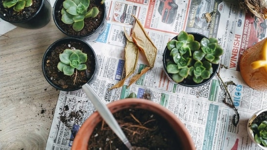 Dos: Water deeply but infrequently: Succulents prefer to be watered deeply, but not too often. Water when the soil is completely dry, typically once a week or every other week.&nbsp;(Unsplash)