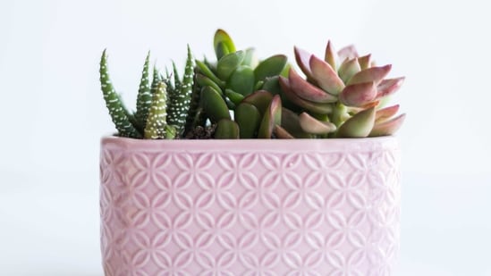 Dont's: Over-fertilize: Succulents do not require frequent fertilization. Over-fertilization can lead to leaf burn and other problems.(Unsplash)