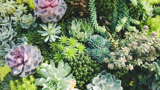 Dont's: Plant in containers without drainage holes: Succulents need well-draining soil and containers with drainage holes to prevent water from accumulating in the bottom of the pot.&nbsp;(Unsplash)