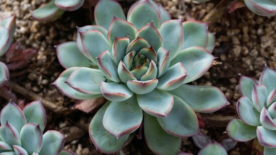 Dont's: Use heavy soil: Succulents do not thrive in heavy, water-retentive soil. Use a light, sandy soil mix specifically designed for cacti and succulents.&nbsp;(Unsplash)