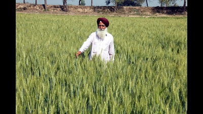 Farmer Baram Singh in his wheat crop field in Killi Nihal Singhwali village at Bathind on Sunday. ((Photo by Sanjeev Kumar/Hindustan Times)) Farmer Baram Singh in his wheat crop field in Killi Nihal Singhwali village at Bathind on Sunday. ((Photo by Sanjeev Kumar/Hindustan Times))