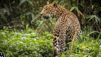 For many years now, there has been growing clamour for a leopard safari in Junnar.ds (REPRESENTATIVE PHOTO) For many years now, there has been growing clamour for a leopard safari in Junnar.ds (REPRESENTATIVE PHOTO)
