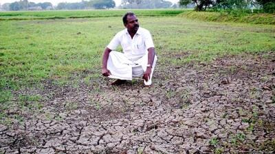 In Tamil Nadu, a large number of cultivators are growing sesame instead of groundnut in the face growing water scarcity. (HT) In Tamil Nadu, a large number of cultivators are growing sesame instead of groundnut in the face growing water scarcity. (HT)