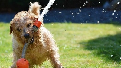 As temperatures rise, dogs are more susceptible to certain health problems, (Pixabay) As temperatures rise, dogs are more susceptible to certain health problems, (Pixabay)