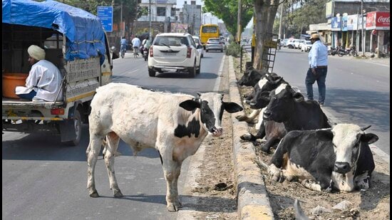 Traffic being disrupted by stray cattle on roads in Ludhiana (Gurpreet Singh/HT)