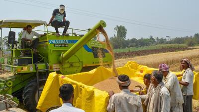 “Absence of a heatwave has kept wheat crops healthy and robust and there is no adverse impact,” said Gyanendra Singh, head of the Indian Institute of Wheat and Barley Research, Karnal. (HT) “Absence of a heatwave has kept wheat crops healthy and robust and there is no adverse impact,” said Gyanendra Singh, head of the Indian Institute of Wheat and Barley Research, Karnal. (HT)