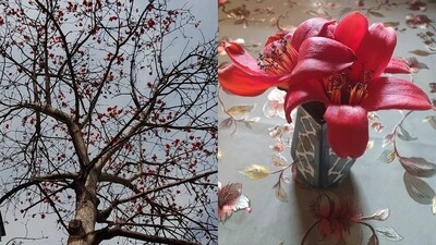 Amaishi, 17, of R.K Puram, took a Semal flower from this tree home to make a lovely vase. Her gaze was drawn to these "red speckles" while she sat on a park bench with her mother. (By Aamishi Singh) Amaishi, 17, of R.K Puram, took a Semal flower from this tree home to make a lovely vase. Her gaze was drawn to these "red speckles" while she sat on a park bench with her mother. (By Aamishi Singh)