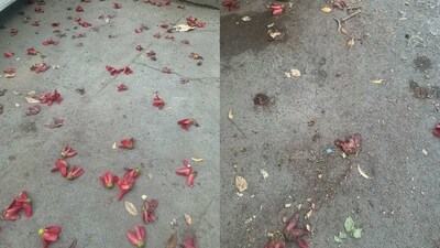 Reader explains how these Semal flowers bloom every morning after being crushed by 'hustle-bustle' Delhi traffic. “The new morning will bring new beginnings, new hopes as these glowing red flowers of semal will shower again!” She writes from Naraina Vihar. (By Anita Agnani) Reader explains how these Semal flowers bloom every morning after being crushed by 'hustle-bustle' Delhi traffic. “The new morning will bring new beginnings, new hopes as these glowing red flowers of semal will shower again!” She writes from Naraina Vihar. (By Anita Agnani)