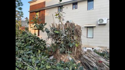 Daily walkers at Silvi Park, Phase 10, Mohali, had found the banyan tree axed on Friday. (HT Photo) Daily walkers at Silvi Park, Phase 10, Mohali, had found the banyan tree axed on Friday. (HT Photo)