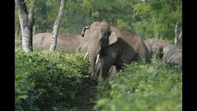 Elephants can’t be confined to national parks and wildlife sanctuaries. They are giant nomads and follow ancient routes passed down through generational genes (AFP) Elephants can’t be confined to national parks and wildlife sanctuaries. They are giant nomads and follow ancient routes passed down through generational genes (AFP)