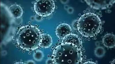 H3N2 is a non-human influenza virus that normally circulates in pigs and that has infected humans, known as swine flu viruses. (Representative Image) H3N2 is a non-human influenza virus that normally circulates in pigs and that has infected humans, known as swine flu viruses. (Representative Image)