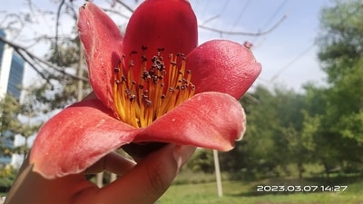 “Its impossible to feel lonely in Delhi during springs, because you are surrounded by beautiful Semal flowers,” the reader said. (By Harshita Jain) “Its impossible to feel lonely in Delhi during springs, because you are surrounded by beautiful Semal flowers,” the reader said. (By Harshita Jain)