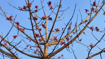“The first blooms of spring making your heart sing. The colors on the barren tree reminding one of hope it brings,” the reader writes. (By Ruchita) “The first blooms of spring making your heart sing. The colors on the barren tree reminding one of hope it brings,” the reader writes. (By Ruchita)