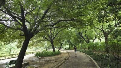 The Centre said that according to the India State of Forest Report 2021, “very dense forest” cover has remained constant and “medium dense forest” cover in Delhi has increased over the past two years. (Representative image/HT Archive) The Centre said that according to the India State of Forest Report 2021, “very dense forest” cover has remained constant and “medium dense forest” cover in Delhi has increased over the past two years. (Representative image/HT Archive)