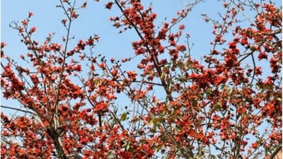 This Semal tree located at Shri Saibaba Apartments in Rohini has made the sunrise view in the location beautiful, is what reader feels. (By N Thukral) This Semal tree located at Shri Saibaba Apartments in Rohini has made the sunrise view in the location beautiful, is what reader feels. (By N Thukral)