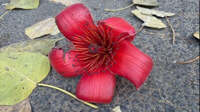 The reader describes how this Semal flower has changed from its blossom accounting to Delhi's relentless traffic. “When it finally takes the leap of faith for all to see, we admire its courage and savor how it opens up to us—flaws and all,” the reader said. (By Elaine Li) The reader describes how this Semal flower has changed from its blossom accounting to Delhi's relentless traffic. “When it finally takes the leap of faith for all to see, we admire its courage and savor how it opens up to us—flaws and all,” the reader said. (By Elaine Li)