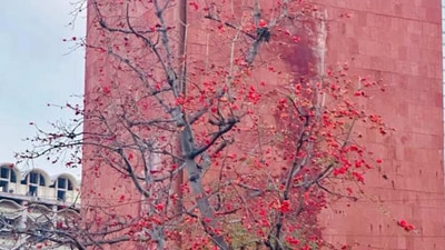 The reader refers to the Semal tree in this photograph as "glamour of CP," which was taken at Rajiv Chowk. (By Kundan) The reader refers to the Semal tree in this photograph as "glamour of CP," which was taken at Rajiv Chowk. (By Kundan)