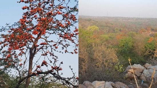 Clicked at Badkhal Lake area in Faridabad on Sunday. Showing more flowers Mahinder refers the area as "valley of flowers" of NCR.(By Maninder Singh Johar)