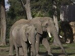 Tourists swarm to view baby jumbo from Oscar-winning documentary ‘Elephant Whisperers’ Tourists swarm to view baby jumbo from Oscar-winning documentary ‘Elephant Whisperers’