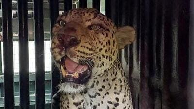 Leopard captured in Dindoshi Hills Leopard captured in Dindoshi Hills