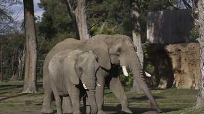 Tourists swarm to view baby jumbo from Oscar-winning documentary ‘Elephant Whisperers’ (File photo) Tourists swarm to view baby jumbo from Oscar-winning documentary ‘Elephant Whisperers’ (File photo)
