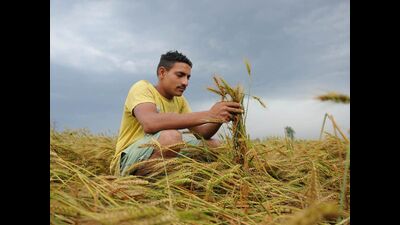 As per reports by Indian Metrological Department (IMD), the weather is expected to remain dry during the coming 2-3 days in Punjab (HT file photo) As per reports by Indian Metrological Department (IMD), the weather is expected to remain dry during the coming 2-3 days in Punjab (HT file photo)
