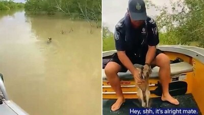 The image shows a police officer rescuing a baby kangaroo from crocodile-infested waters in Australia. (Twitter/@QldPolice) The image shows a police officer rescuing a baby kangaroo from crocodile-infested waters in Australia. (Twitter/@QldPolice)