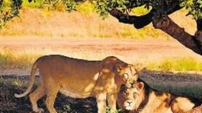 Asiatic lions at the Gir National Park, which is about 100km away from the Barda Wildlife Sanctuary. (Shutterstock) Asiatic lions at the Gir National Park, which is about 100km away from the Barda Wildlife Sanctuary. (Shutterstock)