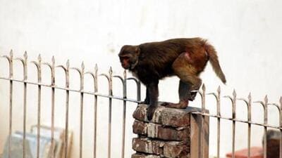 Lok Sabha was previously informed that more than 1,900 cases of monkey bites were reported in 2015. (HT file image)