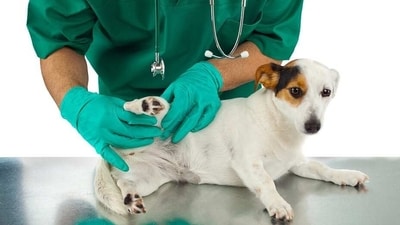 7 tips to protect your dog from fleas and ticks this summer (Pixabay) 7 tips to protect your dog from fleas and ticks this summer (Pixabay)