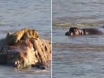 The video involving the hippos and the lion prompted people to share reactions.