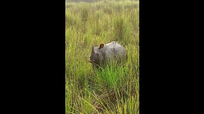 A rhino roaming inside the Dudhwa Tiger Reserve (HT Photo)