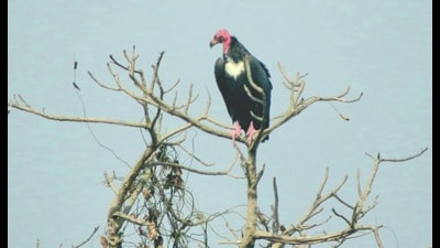 The red-headed vulture or Asian king vulture is listed as a critically endangered species. (HT Photo)