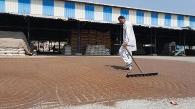 Though mustard procurement kicked off across Haryana on Wednesday, it could not be started in Bhiwani due to technical glitches in the e-kharid portal. (HT Photo)