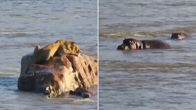 The video involving the hippos and the lion prompted people to share reactions. (YouTube/@Latest Sightings) The video involving the hippos and the lion prompted people to share reactions. (YouTube/@Latest Sightings)