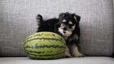 Just like our eating habits change with the weather, to adapt to the season, so do those of our pets. (Unsplash) Just like our eating habits change with the weather, to adapt to the season, so do those of our pets. (Unsplash)