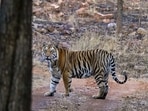 The government said a total of 551 tigers died in last five years. The government said a total of 551 tigers died in last five years.