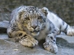 IFS officer Parveen Kaswan retweeted the video of a snow leopard chasing its prey with a caption. 