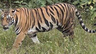 128 tigers died due to natural causes, 114 fell prey to poachers, 19 died due to unnatural causes (Representative Photo) 128 tigers died due to natural causes, 114 fell prey to poachers, 19 died due to unnatural causes (Representative Photo)