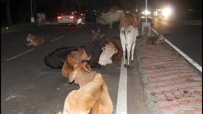 At least 10 cattle owners armed with sticks had allegedly assaulted the MC team out to capture their animals grazing in Sohana parks on Wednesday, leaving three members injured. (HT file photo) At least 10 cattle owners armed with sticks had allegedly assaulted the MC team out to capture their animals grazing in Sohana parks on Wednesday, leaving three members injured. (HT file photo)