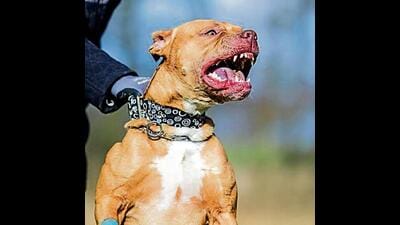 Breeds like Pitbull need right kind of exercise and training (Photo: Shutterstock (For representational purpose only)) Breeds like Pitbull need right kind of exercise and training (Photo: Shutterstock (For representational purpose only))