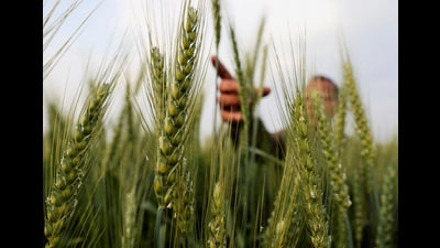 Last year the overall production of wheat reached 106.84 million tonnes, a dip of 2.75 million tonnes compared to 109.59 million tonnes estimated during the 2020-21 season. (REUTERS File) Last year the overall production of wheat reached 106.84 million tonnes, a dip of 2.75 million tonnes compared to 109.59 million tonnes estimated during the 2020-21 season. (REUTERS File)